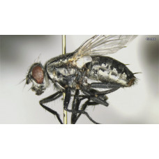 INSECT MORPHOLOGY AND STRUCTURE Module 1 (Certificate Course) 11th JUNE 2025. Course Duration: 3 Weeks