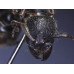 THE ANTS - AN INTRODUCTION (Certificate Course) September 2025. Course Duration: 6 Weeks