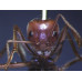 THE ANTS - AN INTRODUCTION (Certificate Course) September 2025. Course Duration: 6 Weeks