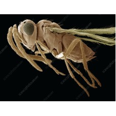 INSECT MORPHOLOGY AND STRUCTURE Module 2 (Certificate Course) AUGUST 2025. Course Duration: 3 Weeks
