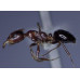 THE ANTS - AN INTRODUCTION (Certificate Course) September 2025. Course Duration: 6 Weeks