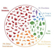 Fundamentals of Insect Conservation. Course Duration: 2 Hours 
