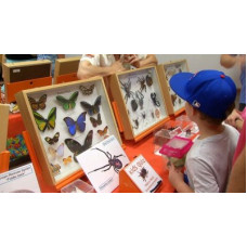 ON-LINE Junior Entomology Group TERM 2 (The National Junior Bug Club). Classes Delivered: Weekly