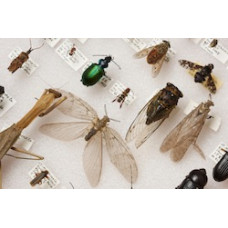 ON-LINE Introduction to Entomology  (CERTIFICATE COURSE) Commencing  July 30th 2024