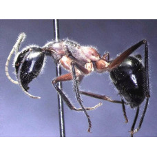 THE ANTS - AN INTRODUCTION (Certificate Course) September 2025. Course Duration: 6 Weeks