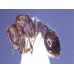 THE ANTS - AN INTRODUCTION (Certificate Course) September 2025. Course Duration: 6 Weeks