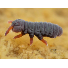 THE SOIL MICROFAUNA - July 2nd - 9th 2025. Course Duration: 2 Weeks